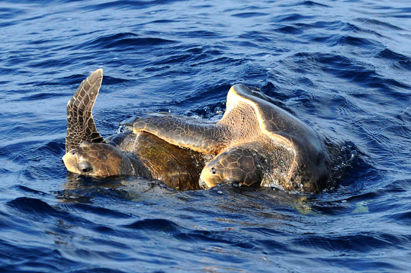 ceylan-beach-turtle